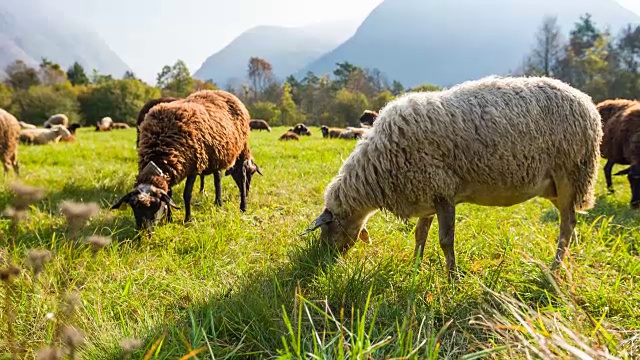 绵羊在阳光灿烂的日子里在草地上吃草视频素材