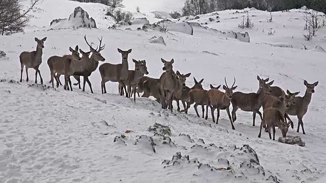 雪中的白尾鹿，超高清库存视频视频素材