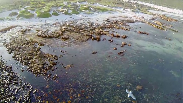 在岩石湾和灰头海鸥/西开普/南非上空摇摄视频素材
