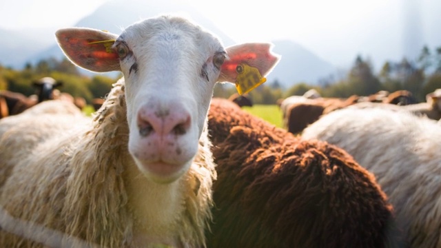 好奇的羊看着镜头，而其他人在牧场上吃草视频下载