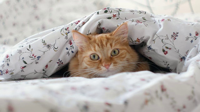 可爱的姜黄色小猫躺在床上，躲在毯子下躲避人们。毛茸茸的宠物看起来很好奇视频素材