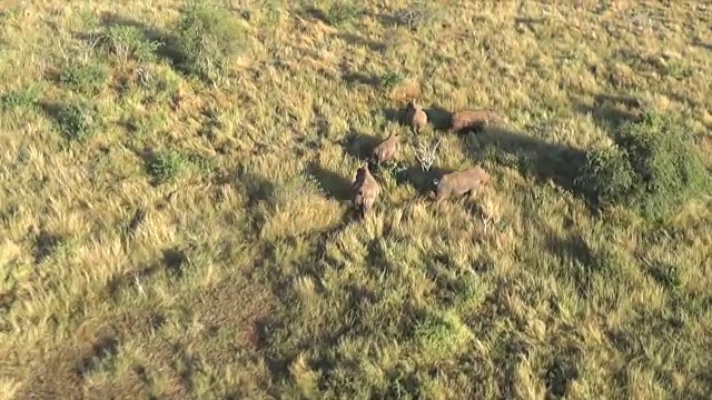 从直升机上俯瞰南非，五只犀牛在草丛中行走视频下载