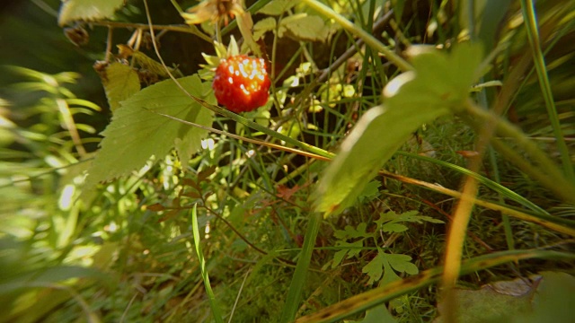 POV肮脏的女性手指撕裂草莓在浓密的草，超级近距离，第一人称的观点视频下载