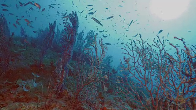 美丽的地中海珊瑚礁与许多猛烈的海浪鞭视频素材