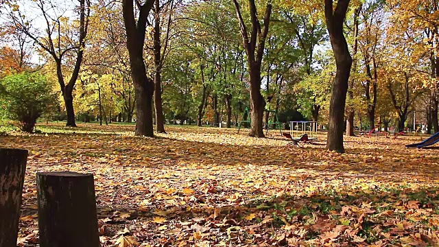 跑步者在秋日里一起慢跑，在公园里锻炼视频素材