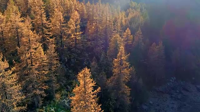 向前航拍高山山谷橙色和红色的落叶松森林在阳光明媚的秋天。欧洲阿尔卑斯山户外丰富多彩的自然景观，山野秋季的建立。4k无人机飞行建立镜头视频素材