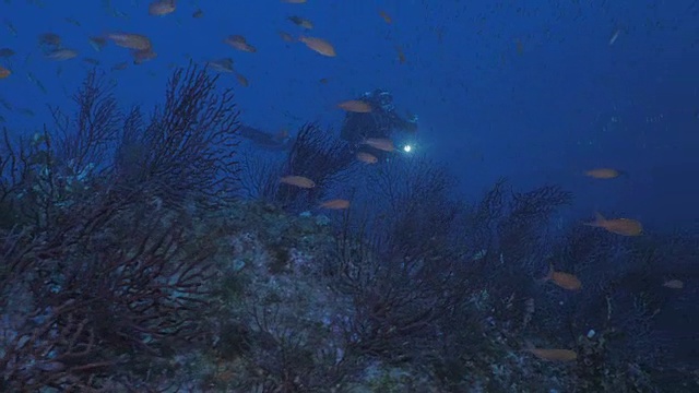 戴水肺的潜水员在地中海珊瑚礁上游弋视频素材