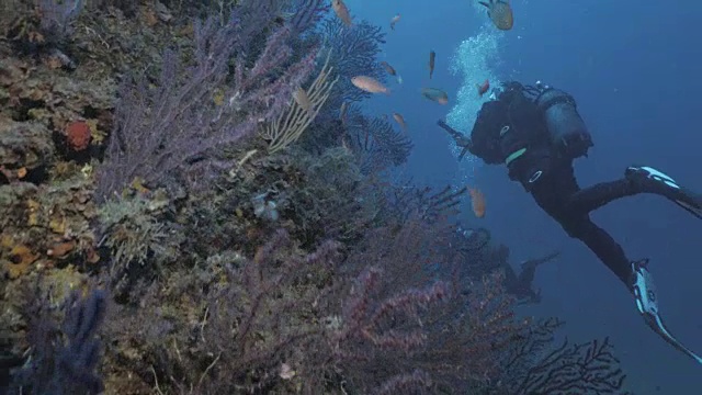 潜水员在美丽的地中海珊瑚礁墙视频素材