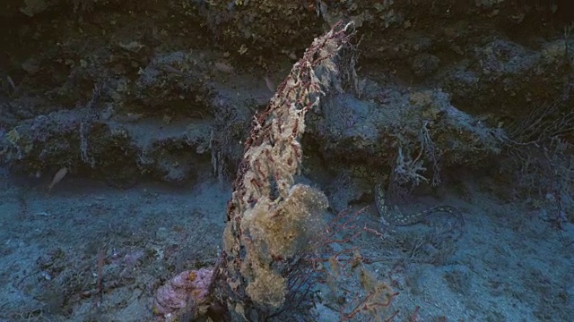 海鳗游过地中海海床视频素材