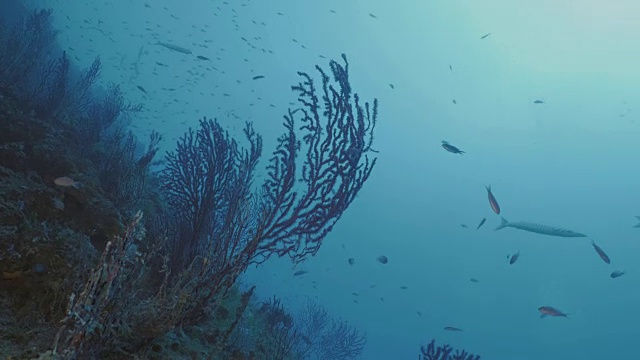 地中海中凶猛的海鞭和梭鱼视频素材