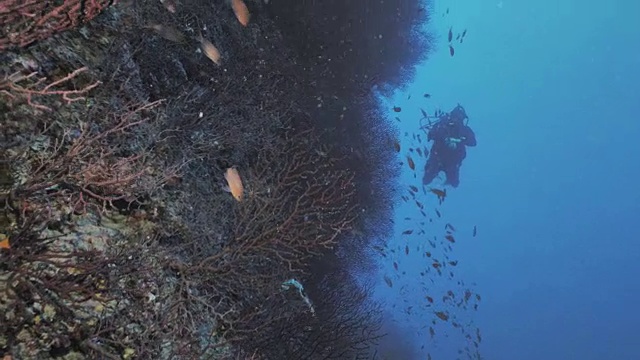 戴水肺的潜水员沿着布满鱼群的垂直礁墙游泳视频素材