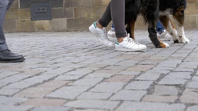 人群和狗在人行横道上慢镜头行走视频素材