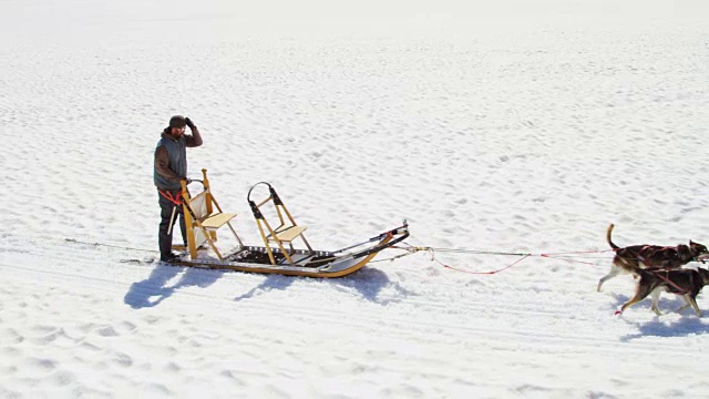 鸟瞰图狗拉雪橇阿拉斯加，美国视频素材