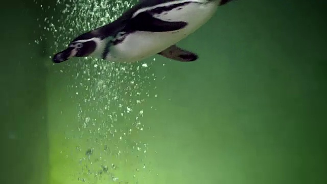 企鹅游到动物园水族馆的摄像机前视频素材