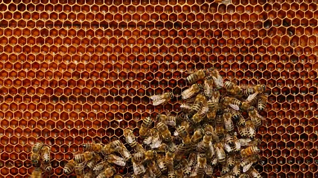 4K近距离观察蜜蜂在蜂房的蜂巢视频素材