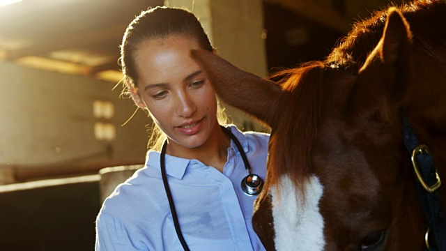 兽医检查一匹马4k视频素材
