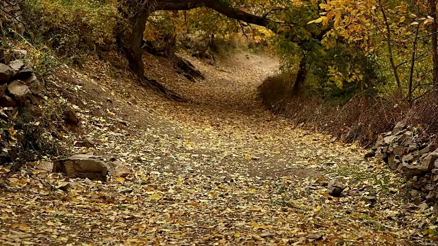 缓慢的年检。循环秋天的树叶落在公园里视频素材