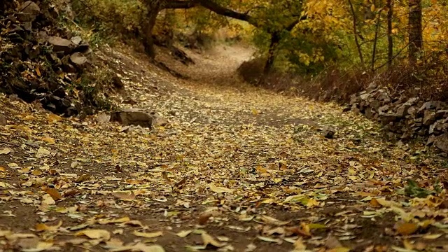 缓慢的年检。循环秋天的树叶落在公园里视频素材