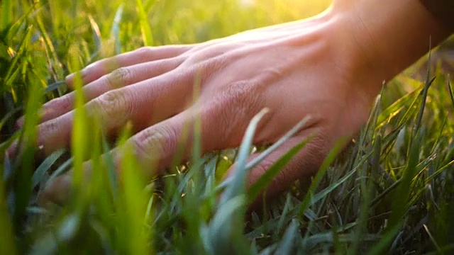 手触摸草，感受自然视频素材