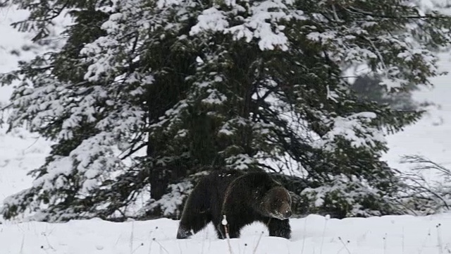 WS 4K拍摄到一只巨大的雄性灰熊(熊)在暴风雪中走向摄像机视频素材