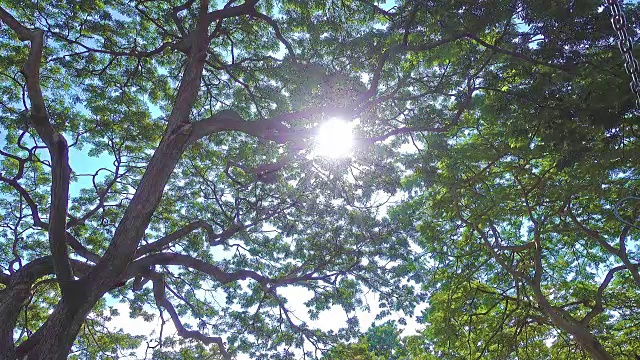 阳光透过大树。视频素材