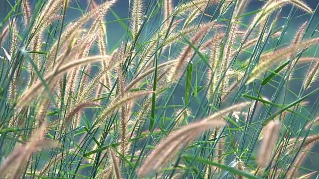 4K绿草在风中视频下载