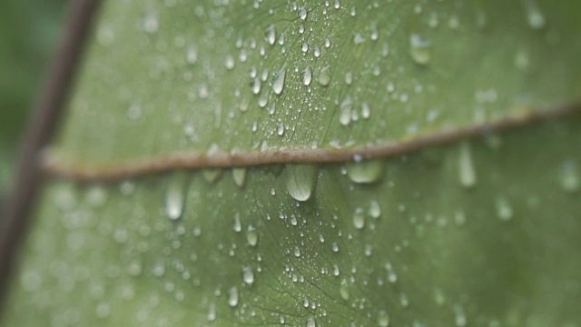 水滴在绿叶上，慢镜头。视频素材