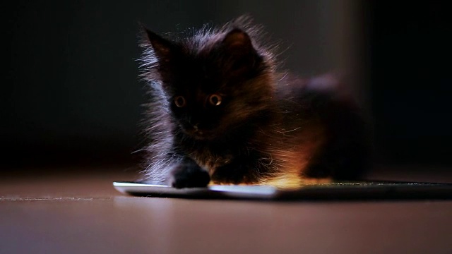 一只小黑猫在晚上玩着屏幕平板电脑。玩得开心，在屏幕上跳跃视频下载