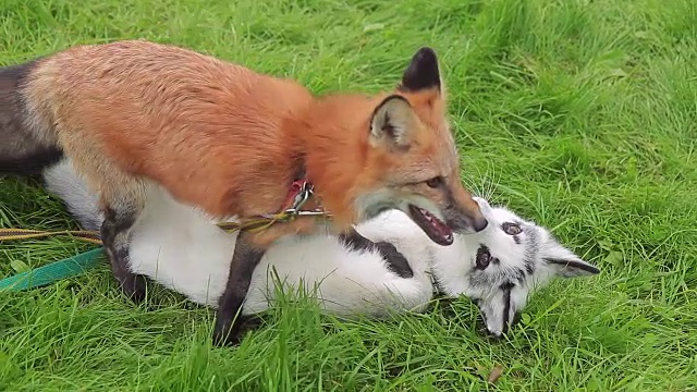 夏天的下午，两只狐狸在公园的草地上玩耍视频下载
