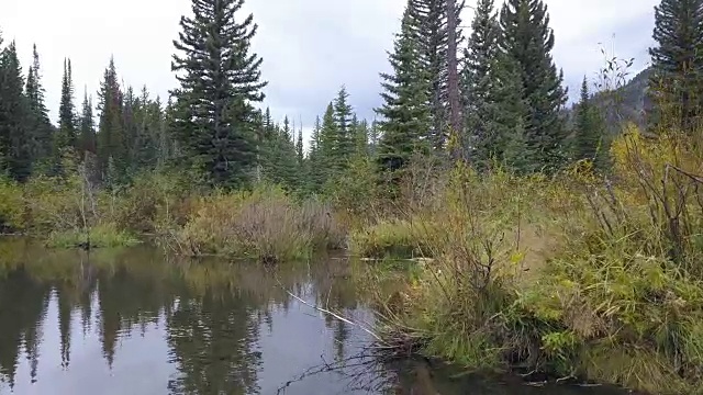 低低飞过森林里的海狸池塘。视频素材