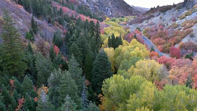 鸟瞰图飞过五彩缤纷的森林在秋天视频下载