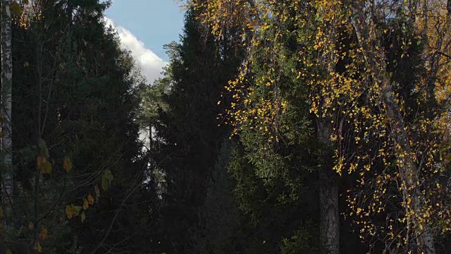 飘落的金色老桦树的叶子背景上的大暗冷杉在老秋天城市森林公园的地面上。秋天的森林里，树叶飘落。副本的空间。五颜六色的树叶的树。成熟的秋天。保护环境，保护森林资源，保护地球生态视频素材