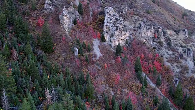 从峡谷底部飞到山坡上，在秋天的树叶覆盖视频下载