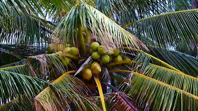 从椰子树下缩小镜头。椰子树上的椰子生长在岛上，海风吹拂着椰子树的叶子。视频下载
