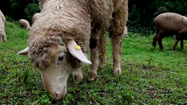 绵羊在草地上吃草视频下载