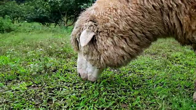 绵羊在草地上吃草视频下载