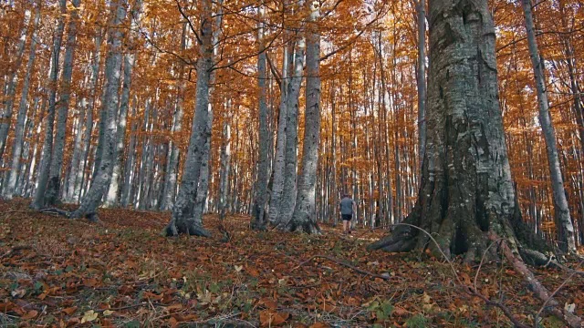 在秋天的森林里惊恐地奔跑视频下载
