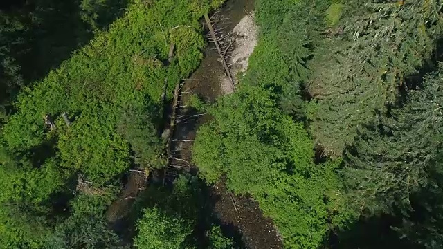 鸟瞰森林河视频素材