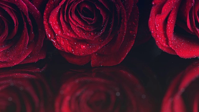 带露珠的红玫瑰视频下载