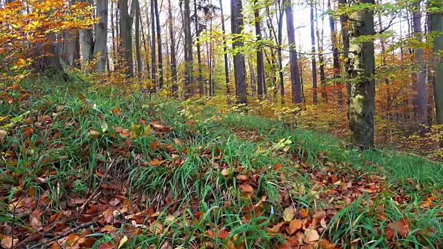 森林在秋天视频素材