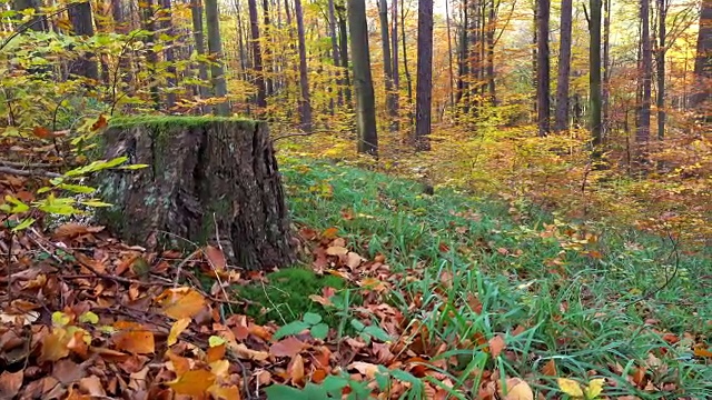 森林在秋天视频下载