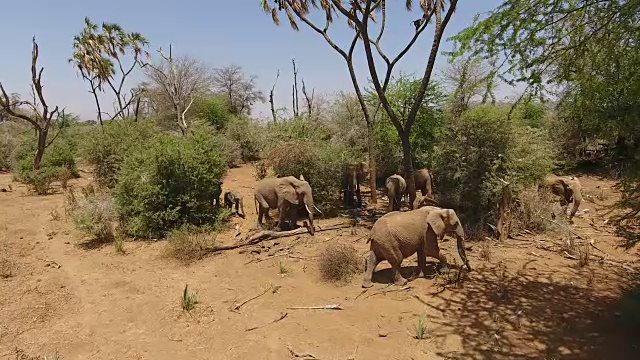 无人机拍摄的野生大象视频素材