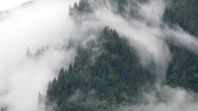 漩涡雾在森林-时间流逝视频素材