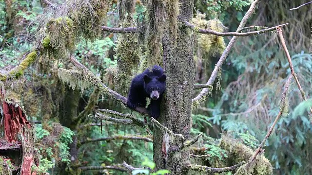 树上的小黑熊(美洲熊)视频素材