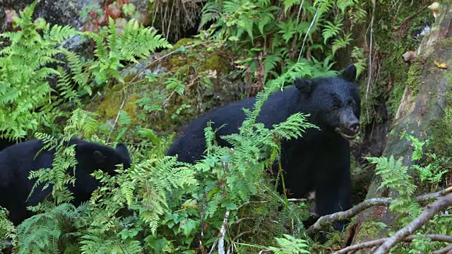 黑熊妈妈和两只幼崽在吃浆果(美洲熊)视频素材