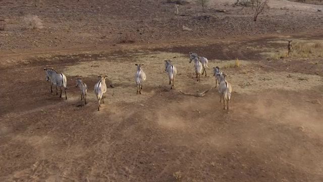 无人机拍摄的非洲野生动物视频素材