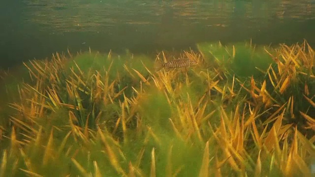 水下淡水鱼视频素材