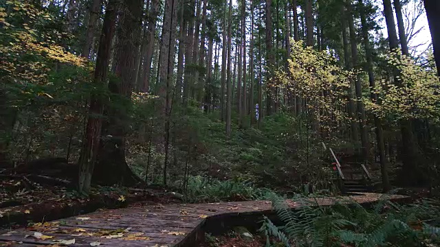 在森林小径上行走的旅行者视频下载