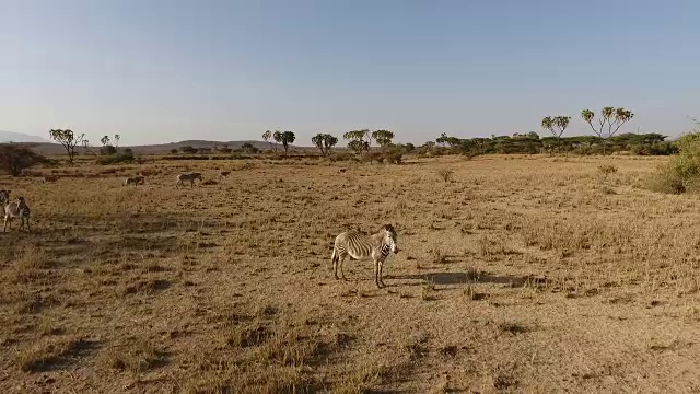 无人机拍摄的非洲野生动物视频素材