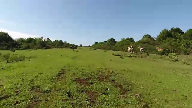 无人机拍摄的草原上的非洲野生动物视频素材